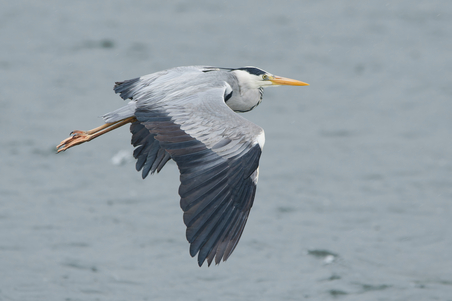 Thumbnail of Grey Heron